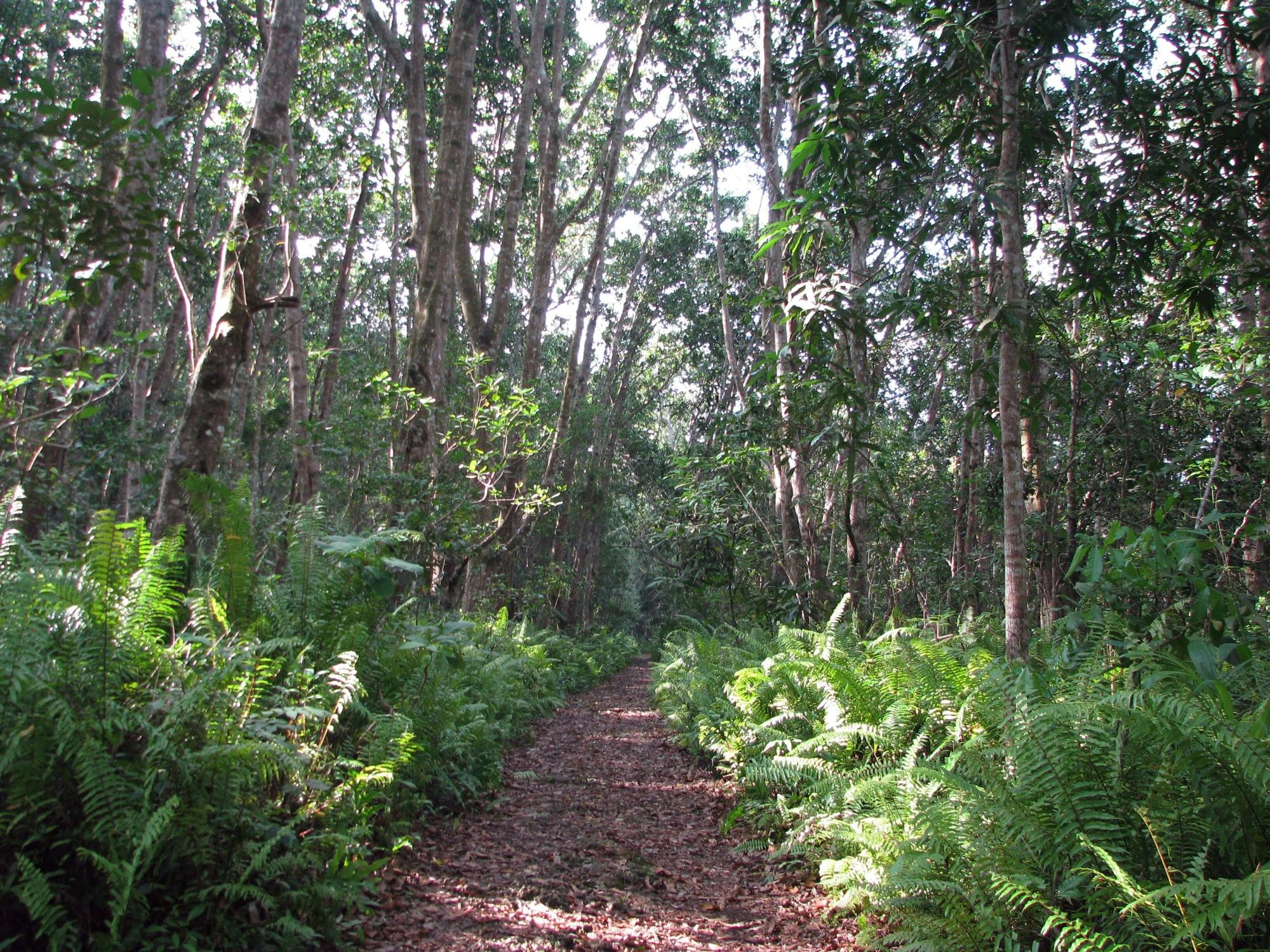 Jozani Chwaka Bay National Park and spice farm tour in Zanzibar
