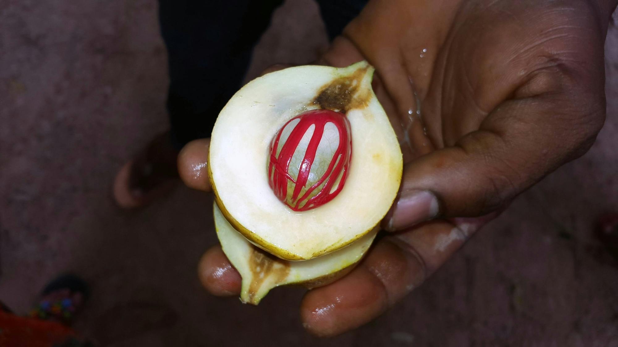 Jozani Chwaka Bay National Park and spice farm tour in Zanzibar