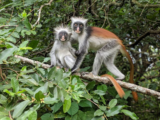 Zanzibar Jozani Chwaka Bay National Park and spice farm tour