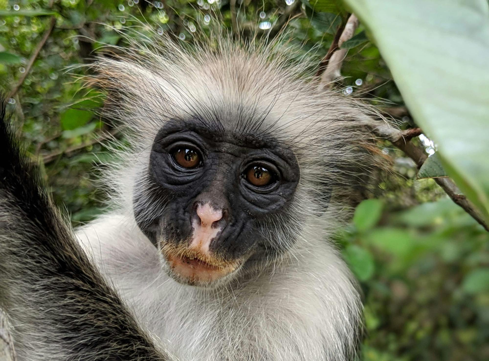 Jozani Chwaka Bay National Park and spice farm tour in Zanzibar