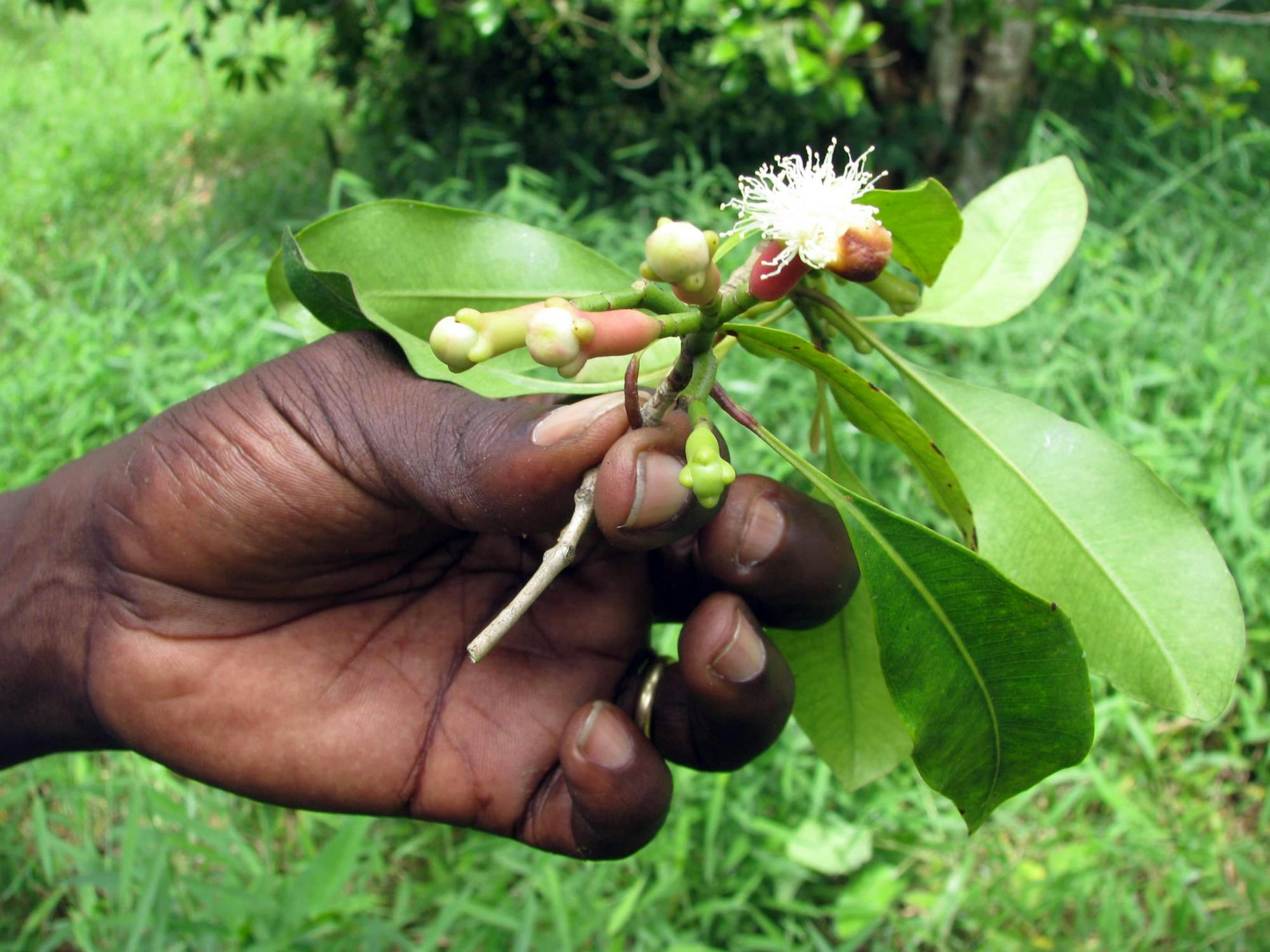 Jozani Chwaka Bay National Park and spice farm tour in Zanzibar
