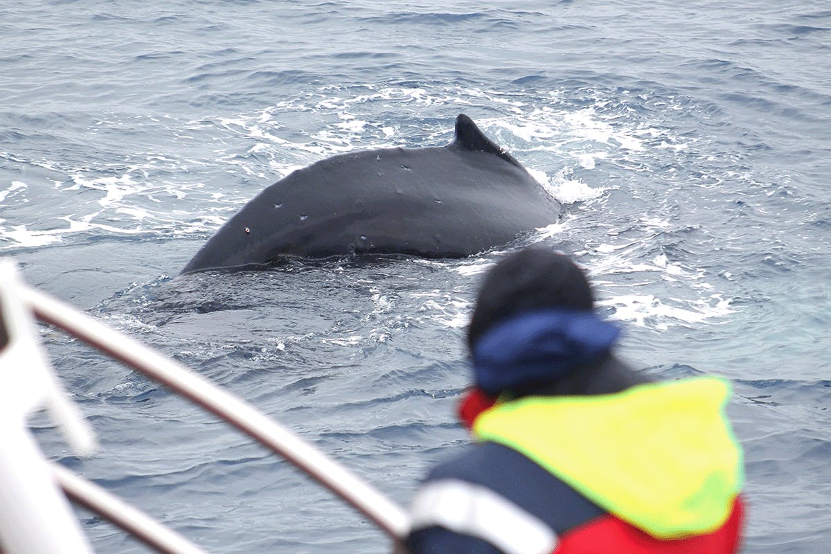 Húsavík whale watching tour in Skjálfandi Bay