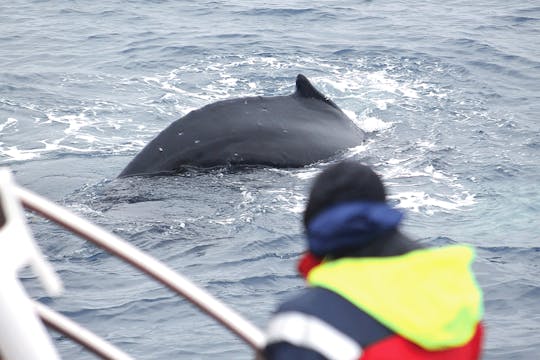 Húsavík whale watching tour in Skjálfandi Bay