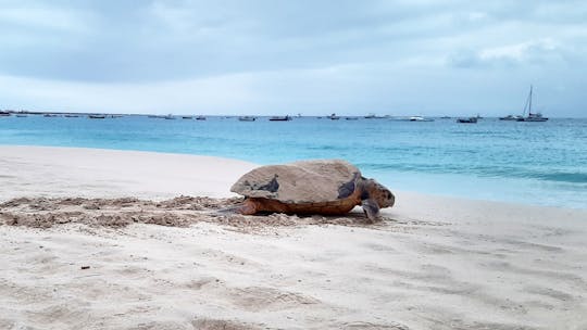 Turtle watching and family treasure hunt