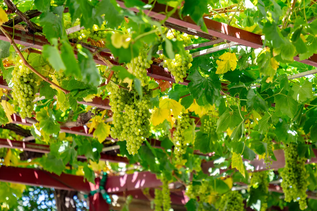 Full-Day Crete wine tasting and 4x4 off-road experience