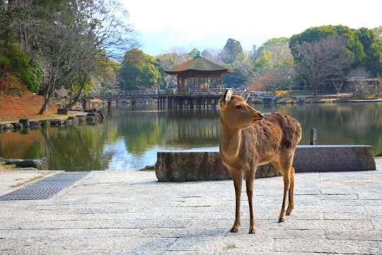 Kyoto: Ganztägige geführte Bustour zu den wichtigsten Sehenswürdigkeiten mit Tickets