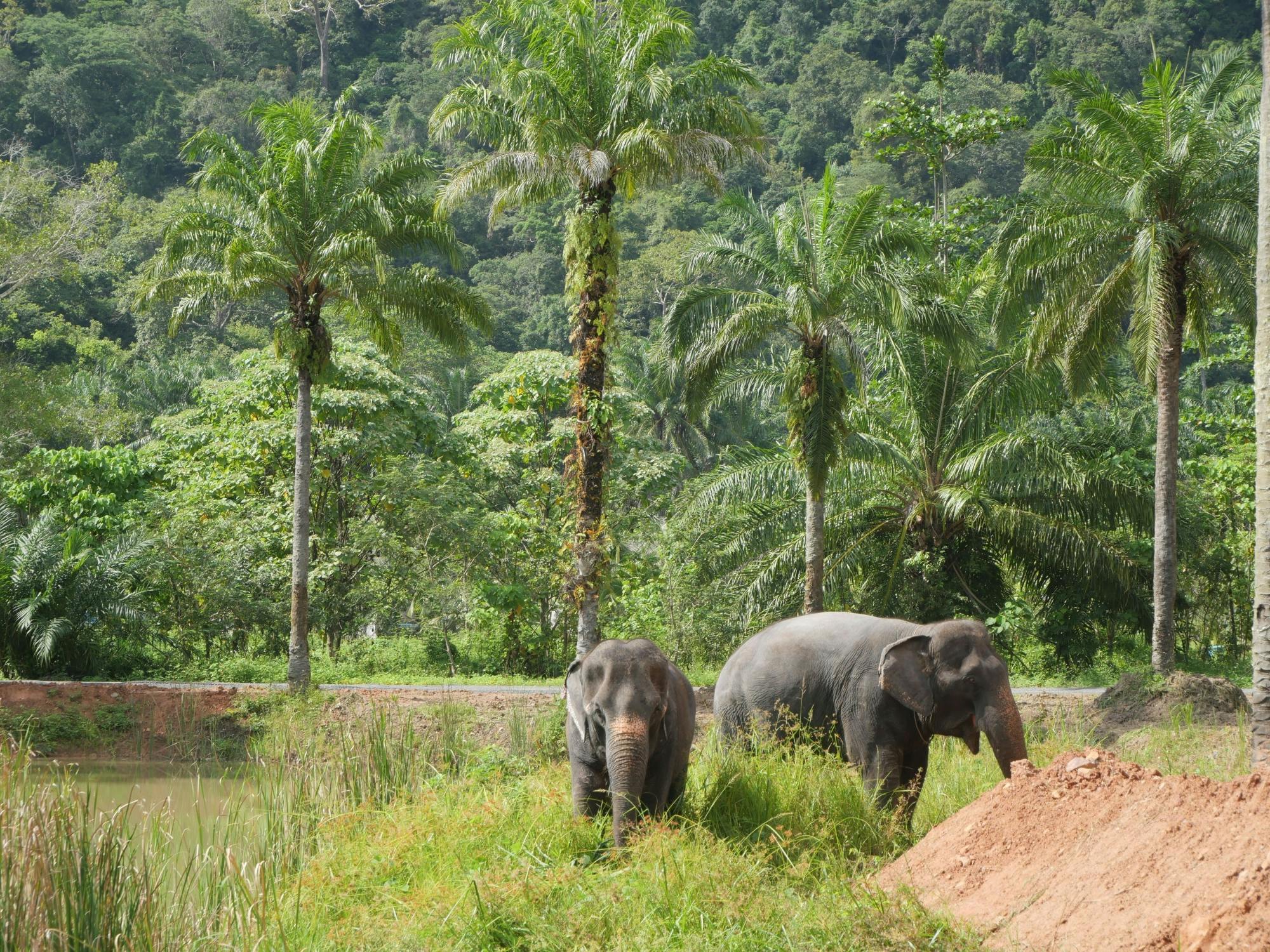 Half-day highlights from Krabi