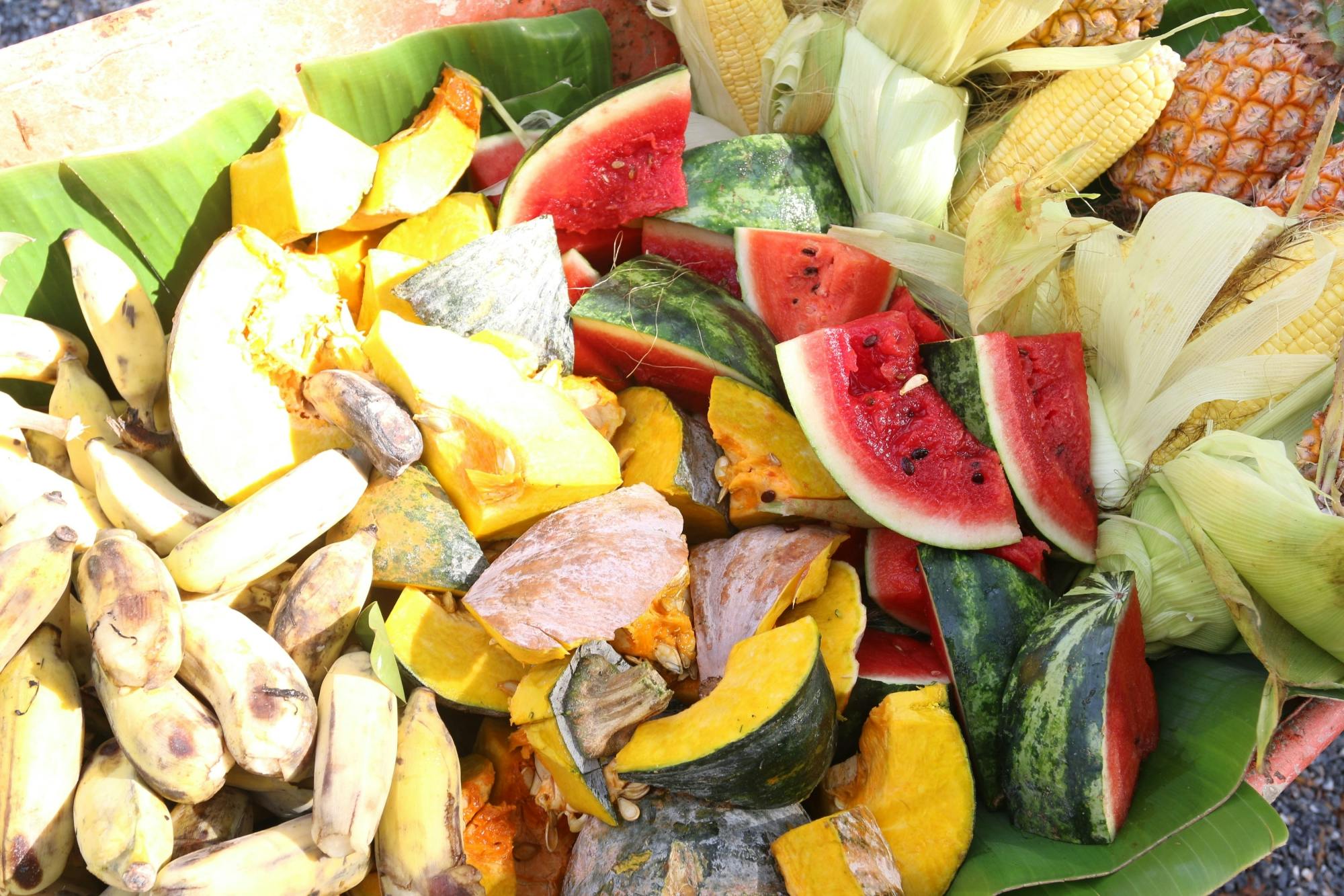 Half-day elephant sanctuary visit from Krabi