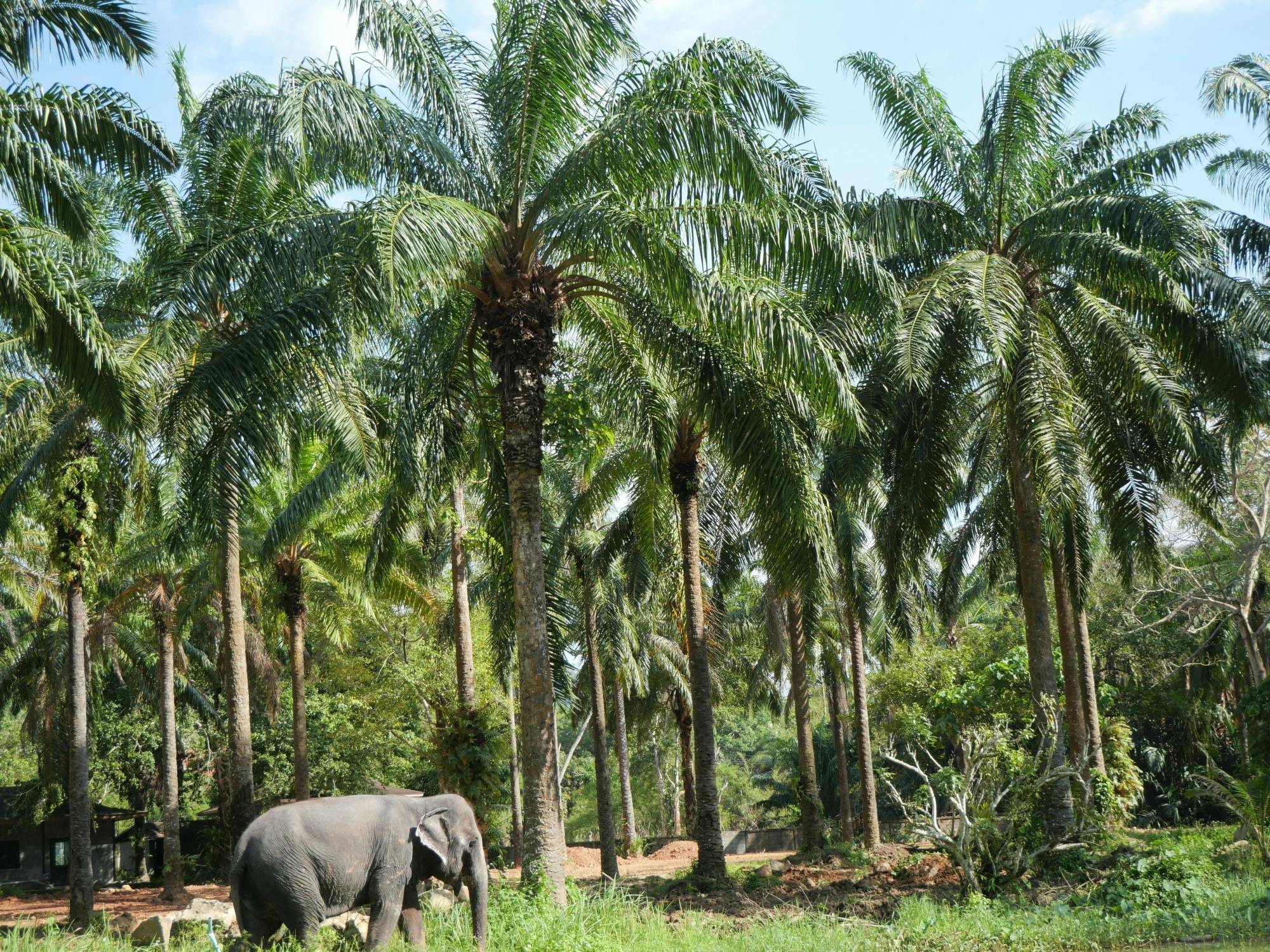 Half-day highlights from Krabi