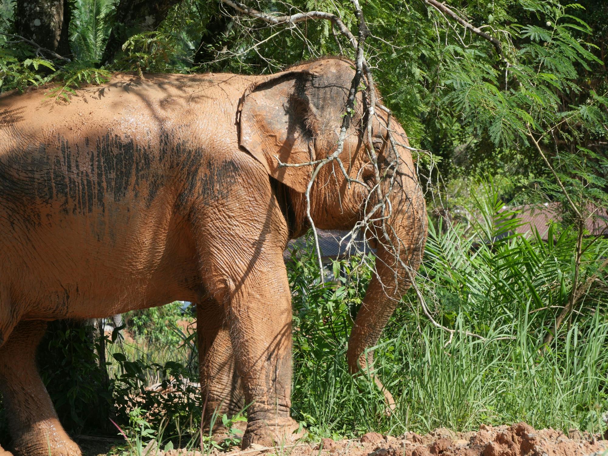 Half-day highlights from Krabi
