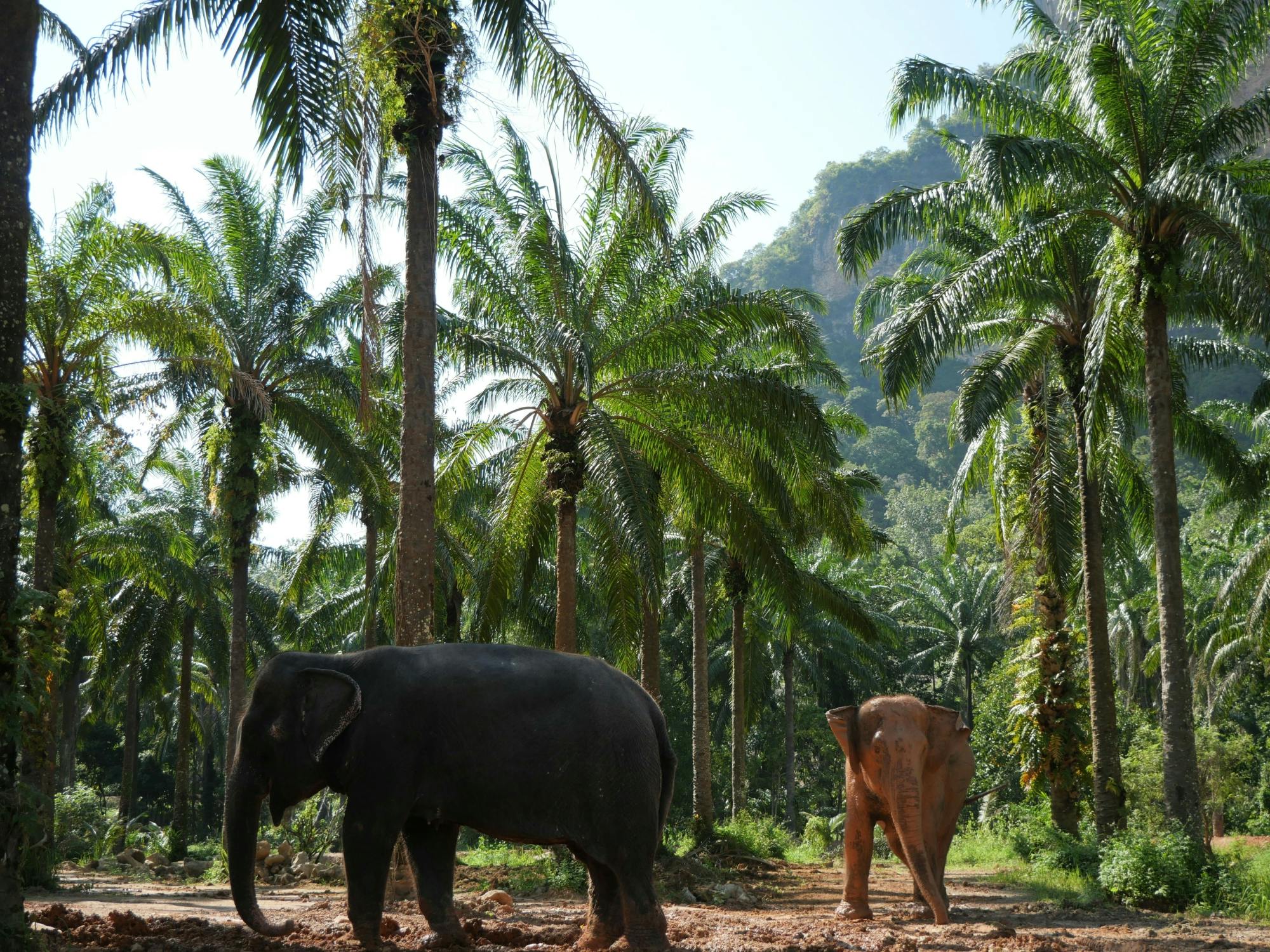 Half-day highlights from Krabi