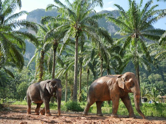 Demi-journée au départ de Krabi