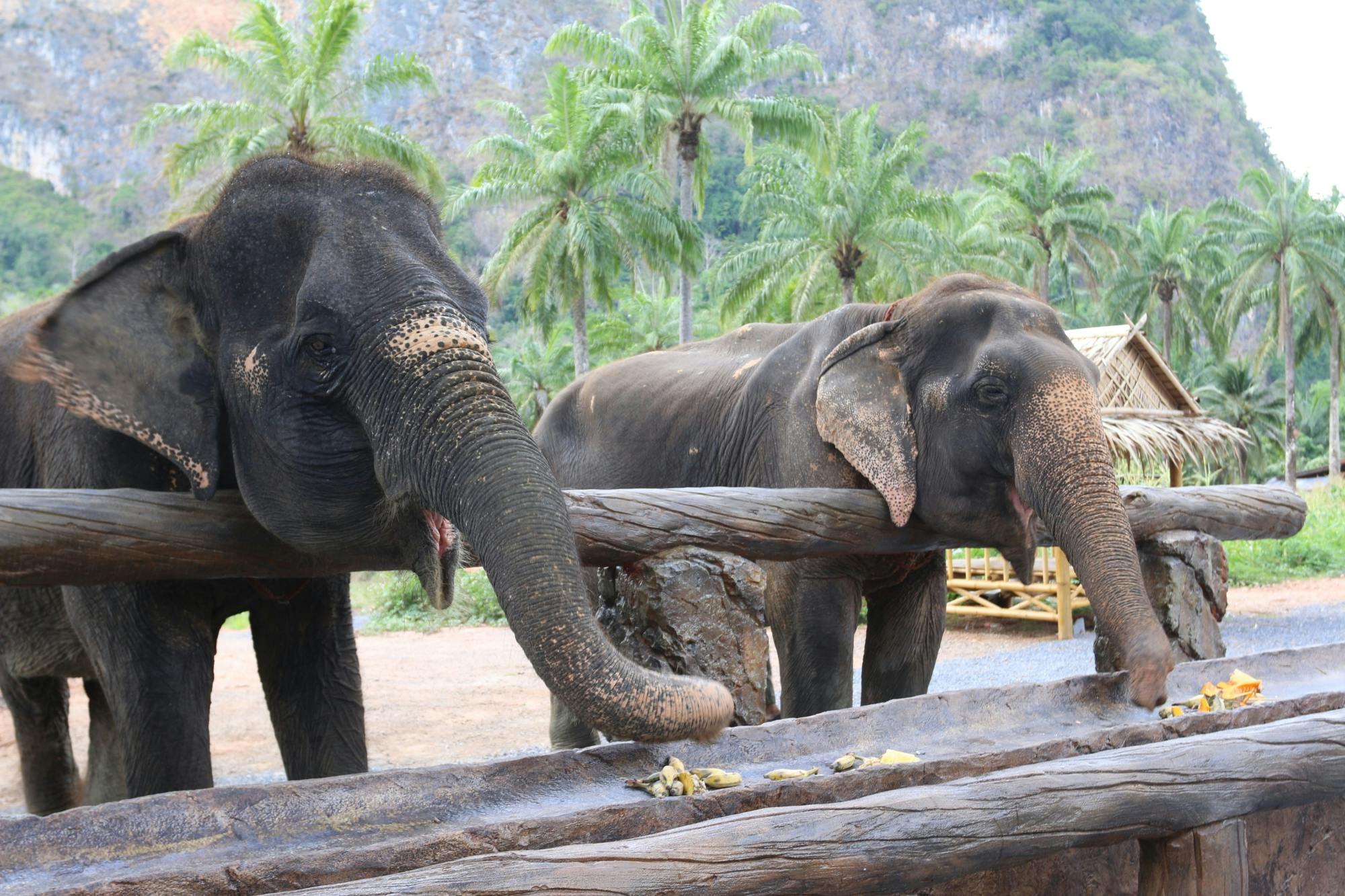 Half-day elephant sanctuary visit from Krabi
