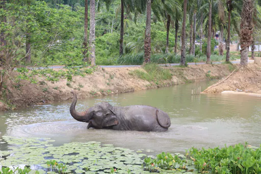 Half-day elephant sanctuary visit from Krabi