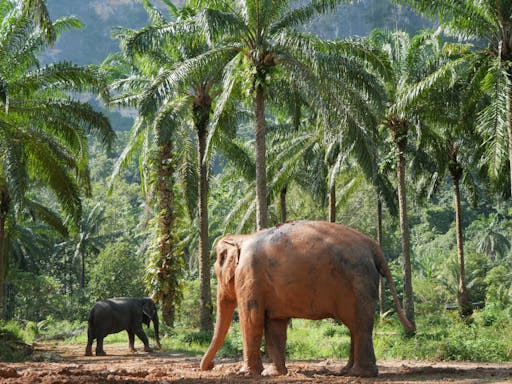 Half-day highlights from Krabi