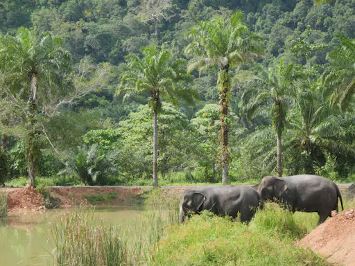 Half-day elephant sanctuary visit from Krabi