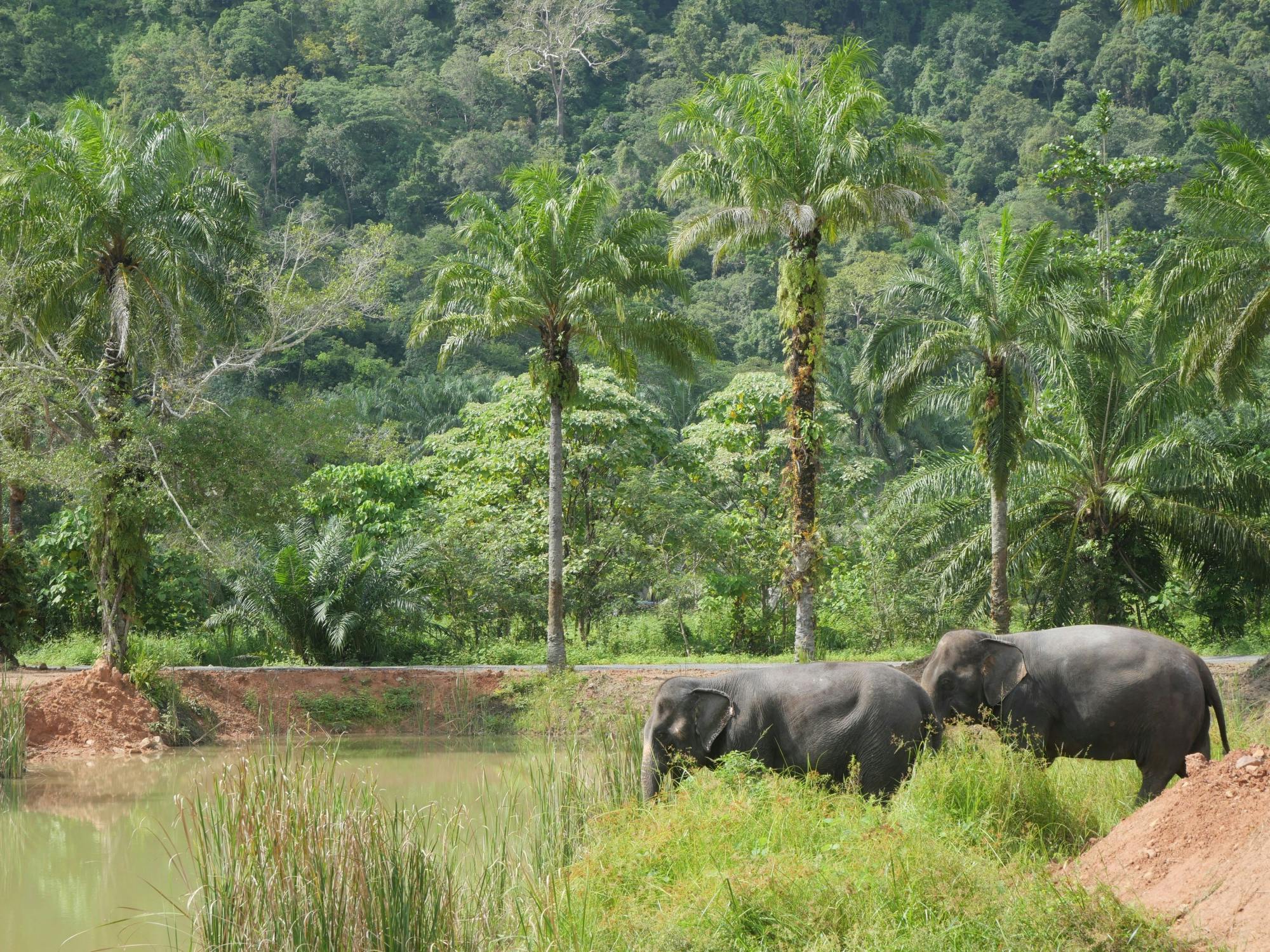 Half-day elephant sanctuary visit from Krabi