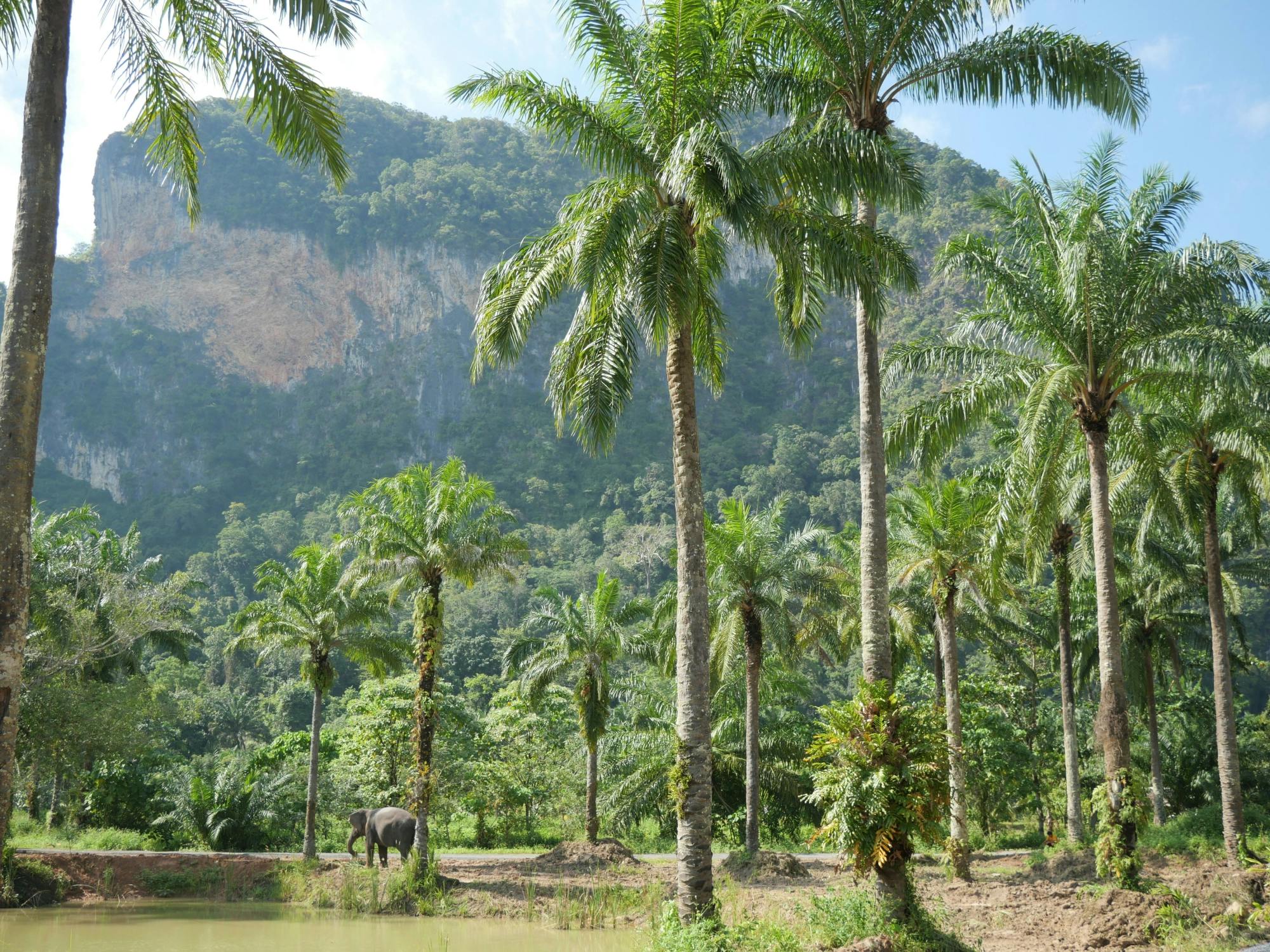 Half-day highlights from Krabi