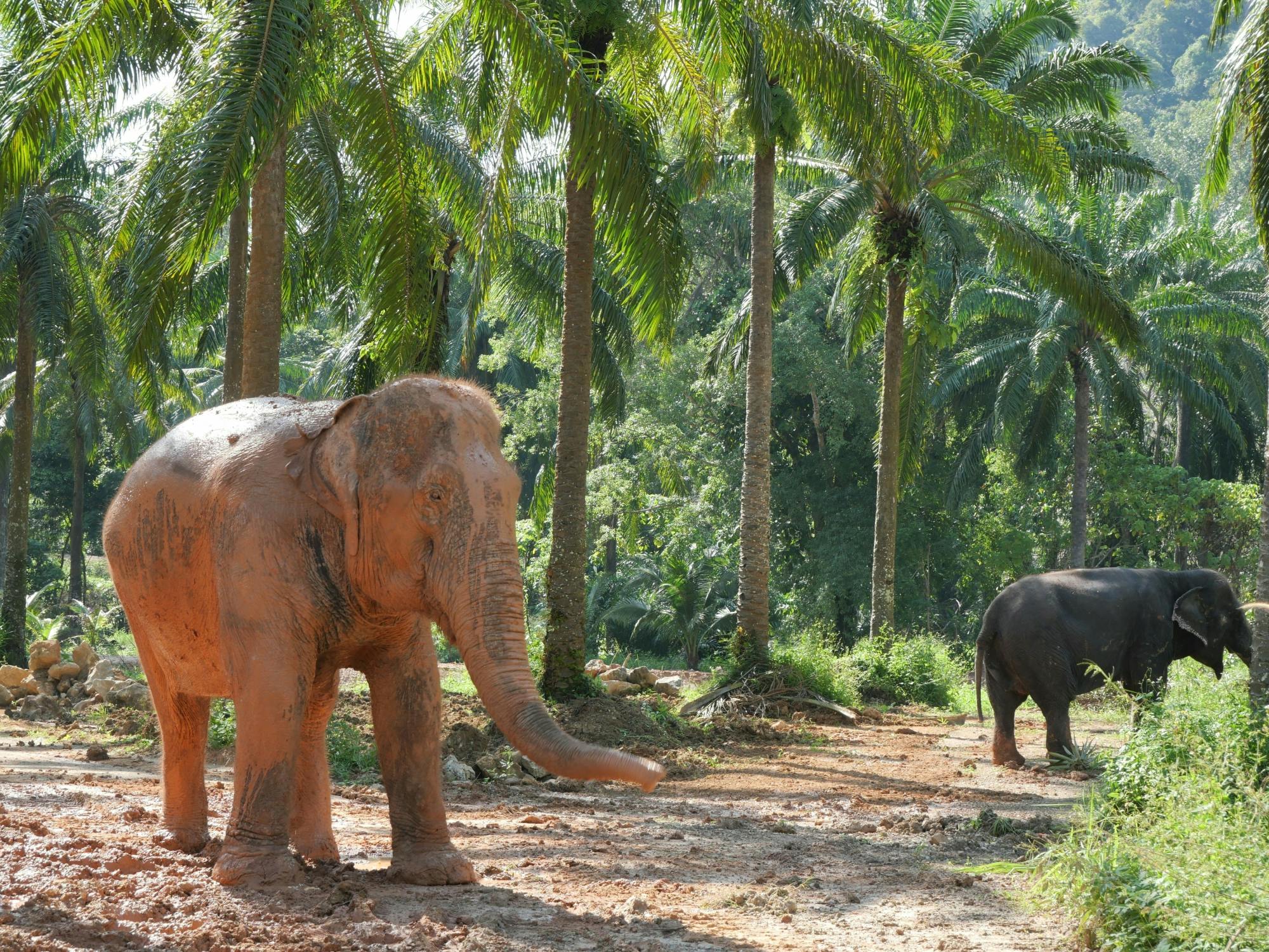 Half-day highlights from Krabi