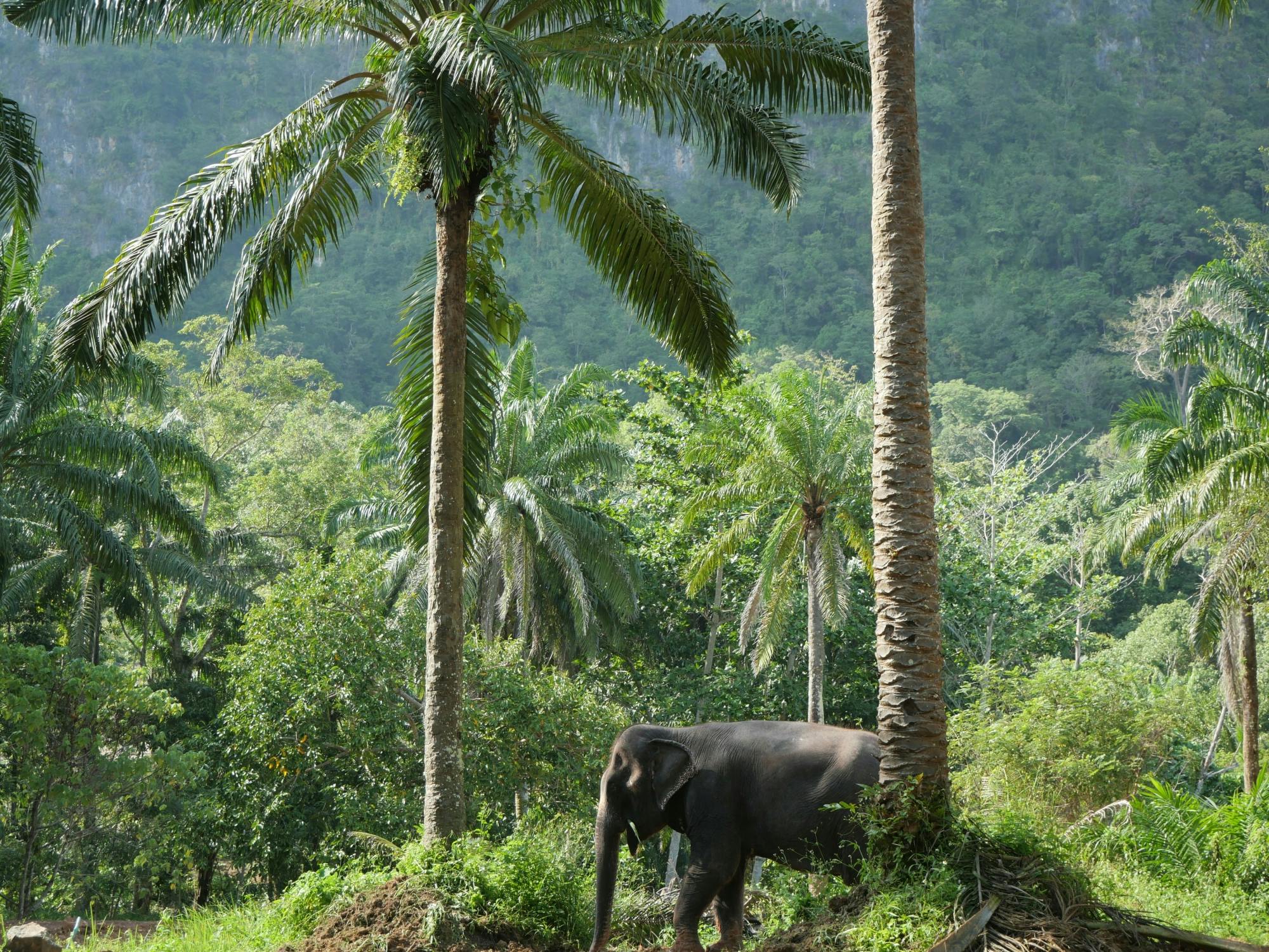 Half-day highlights from Krabi