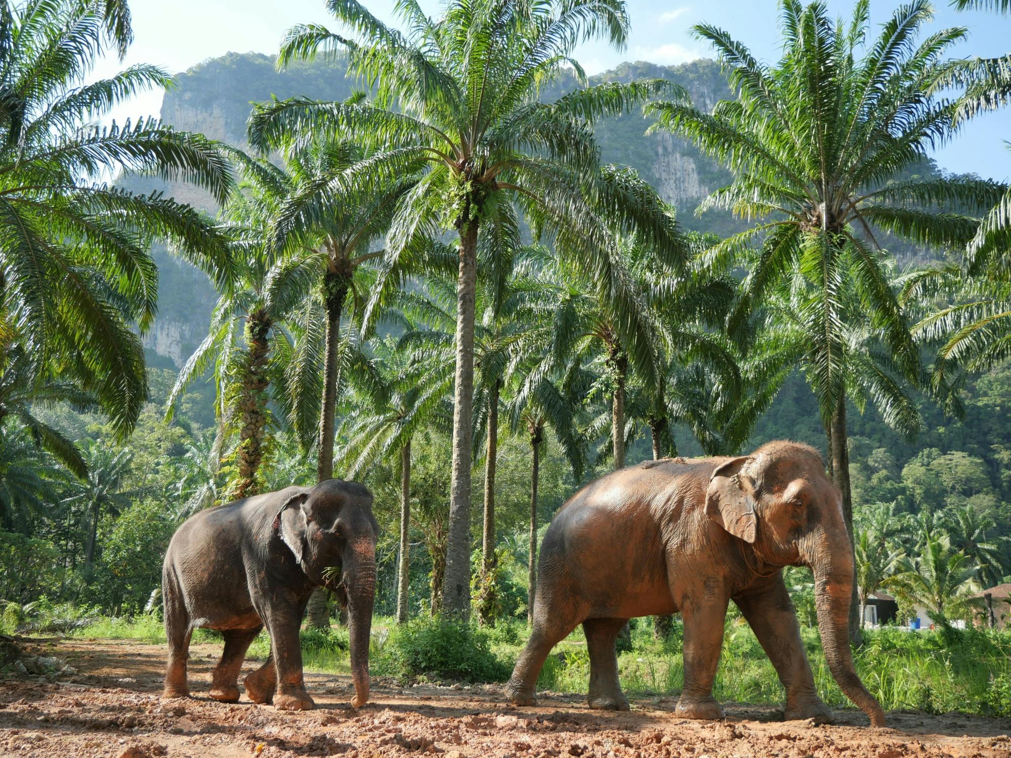 Half-day highlights from Krabi