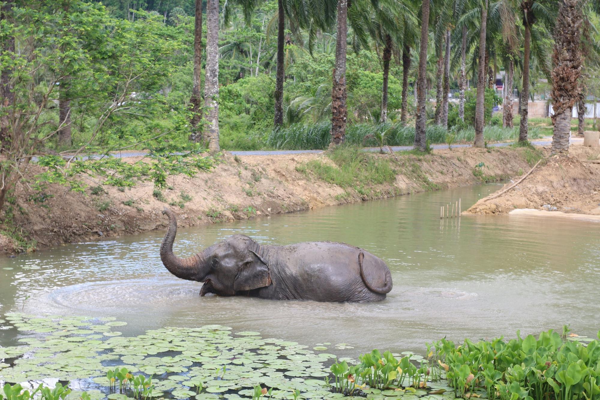Half-day elephant sanctuary visit from Krabi
