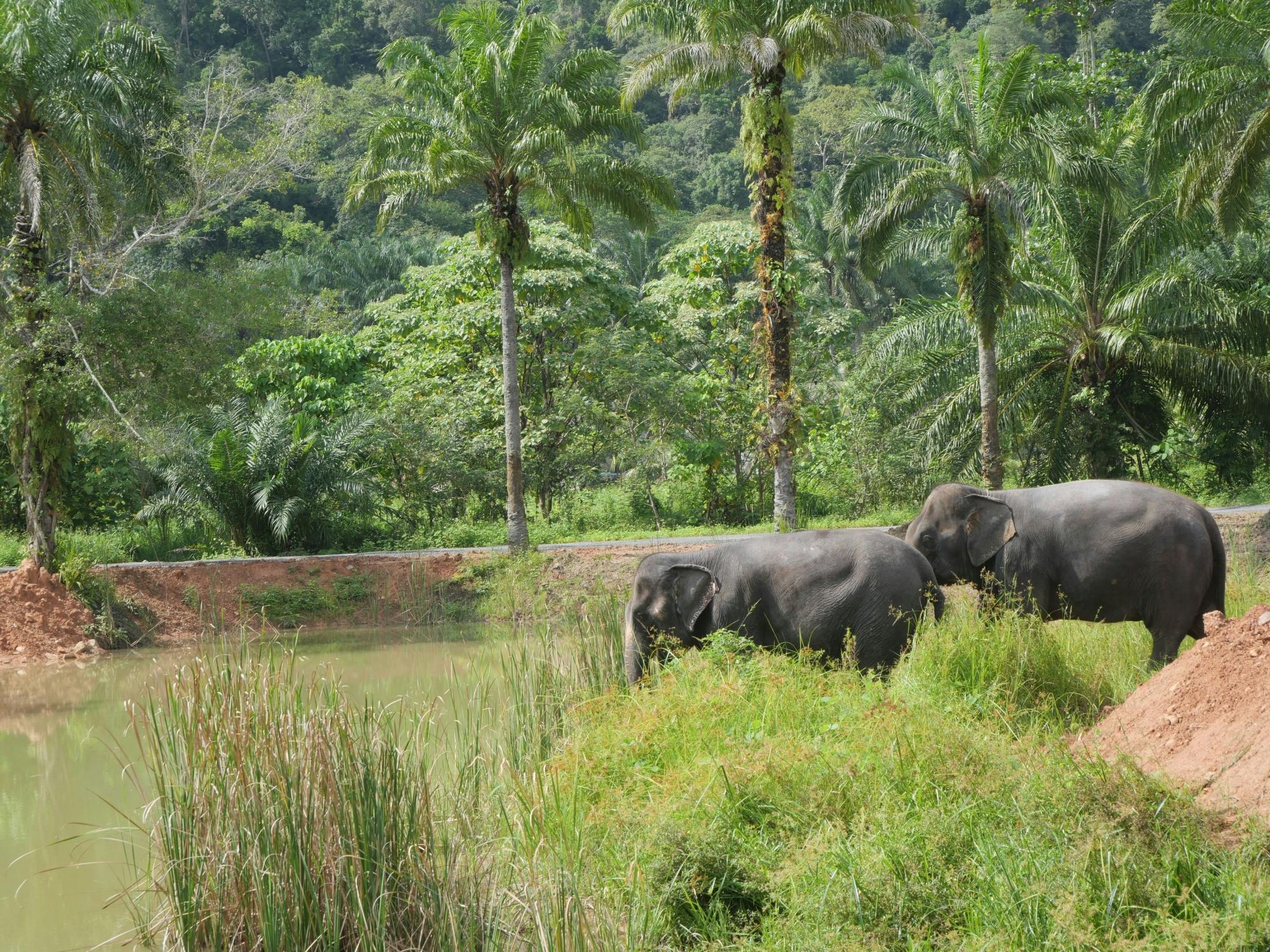 Half-day highlights from Krabi