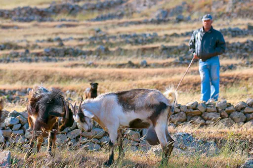 Nat Geo Day Tour: Teno Alto, Tenerife's Last Shepherd Stronghold