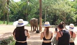 Visita de medio día al santuario de elefantes desde Krabi