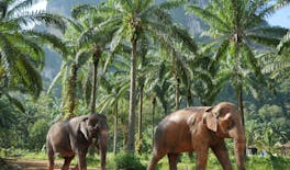Atracciones de medio día desde Krabi