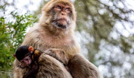 Passeio pelo Rochedo de Gibraltar com cruzeiro para observação de golfinhos