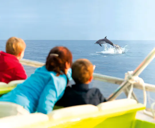 Escursioni di Alcudia per l'avvistamento dei delfini da parte di Brisas