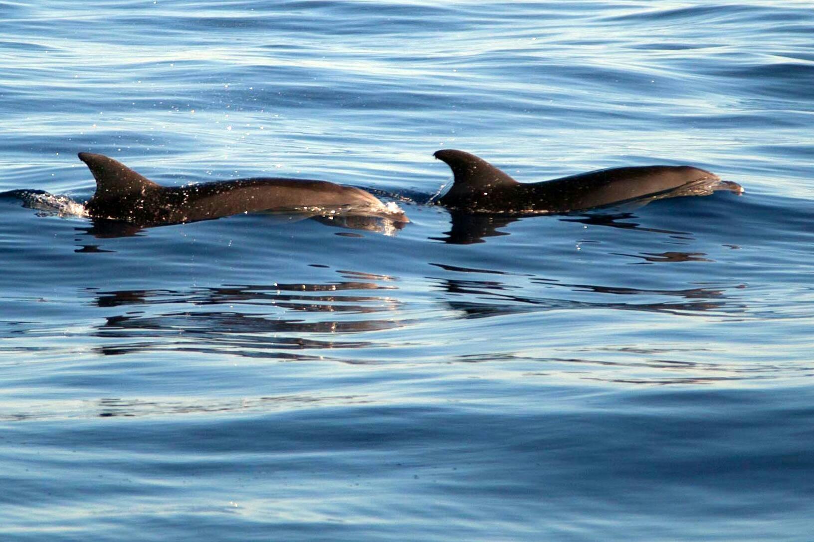 Alcudia Sunrise and Dolphins Cruise by Brisas