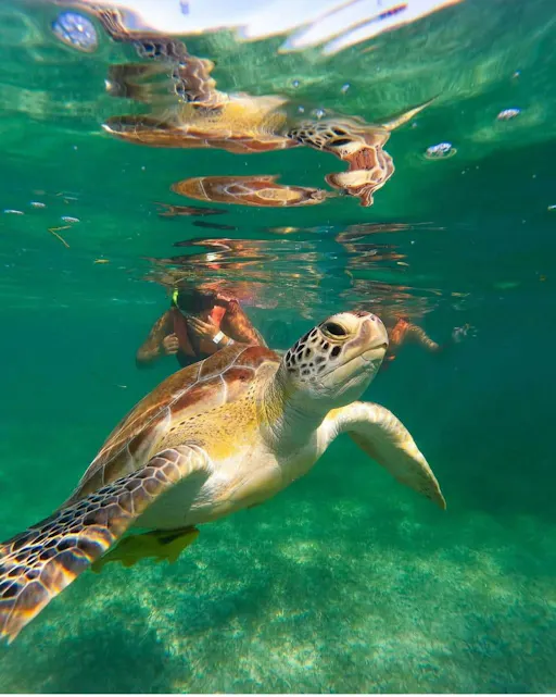 Swimming with turtles and Coba archaeological site tour