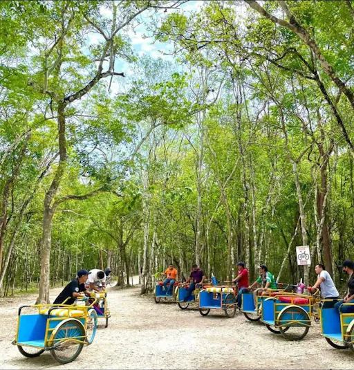 Swimming with turtles and Coba archaeological site tour