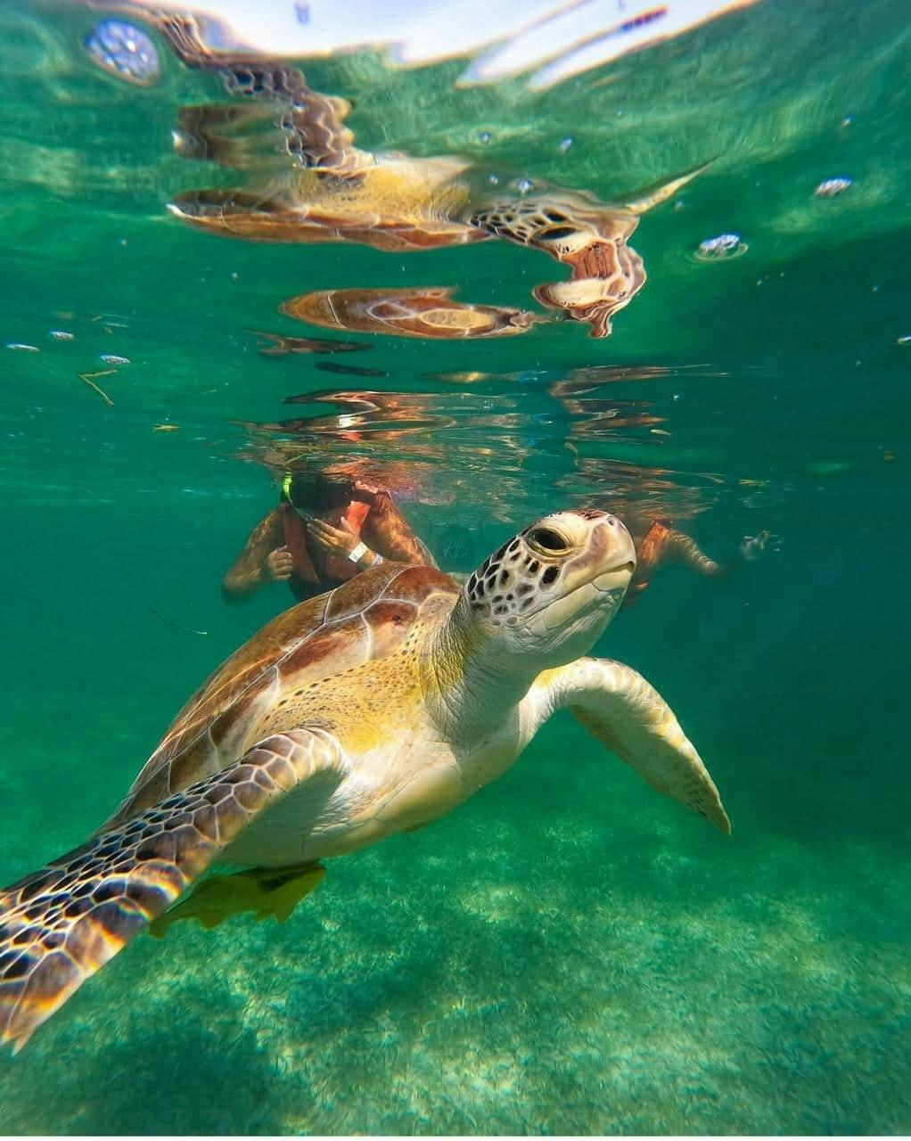 Swimming with turtles and Coba archaeological site tour