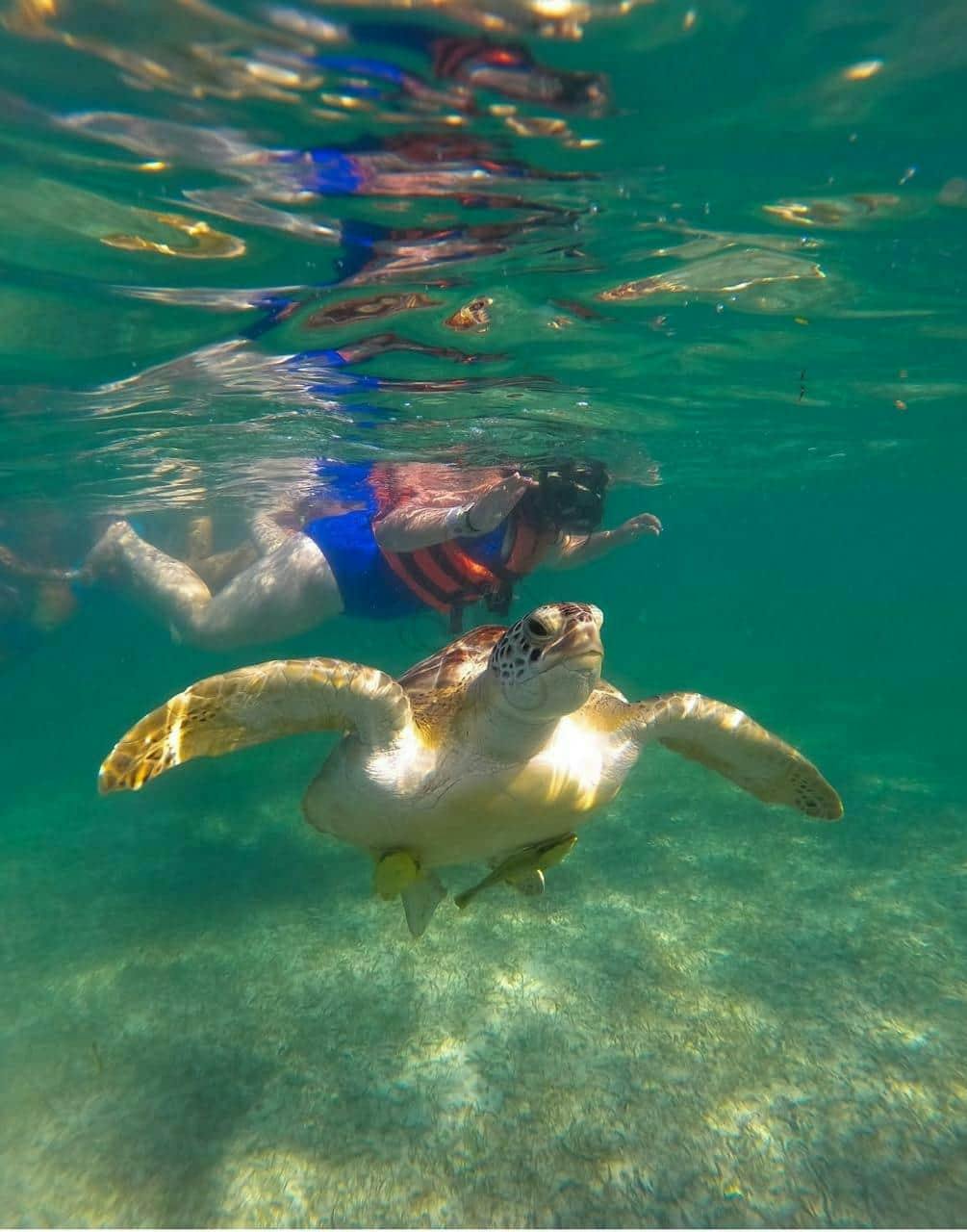 Swimming with turtles and Coba archaeological site tour