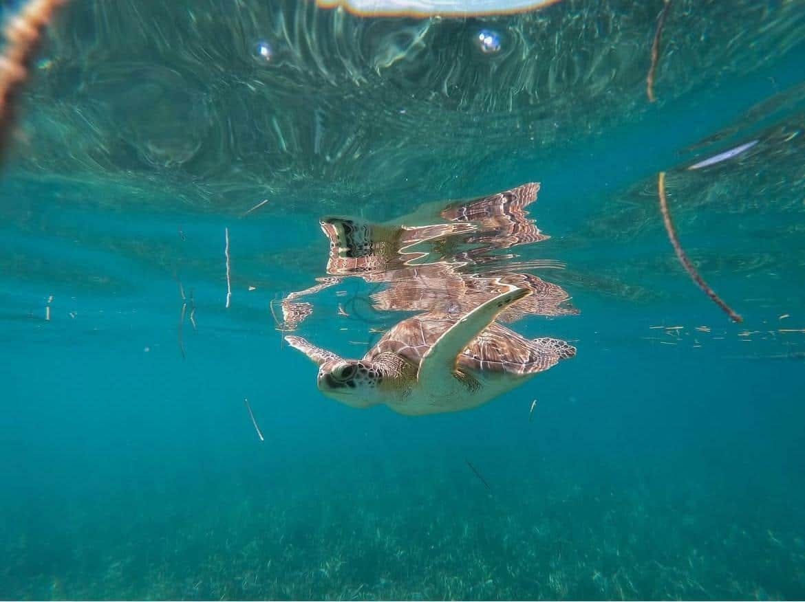 Swimming with turtles and Coba archaeological site tour