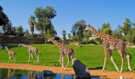 Entrance ticket to Bioparc Valencia