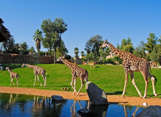 Entrance ticket to Bioparc Valencia