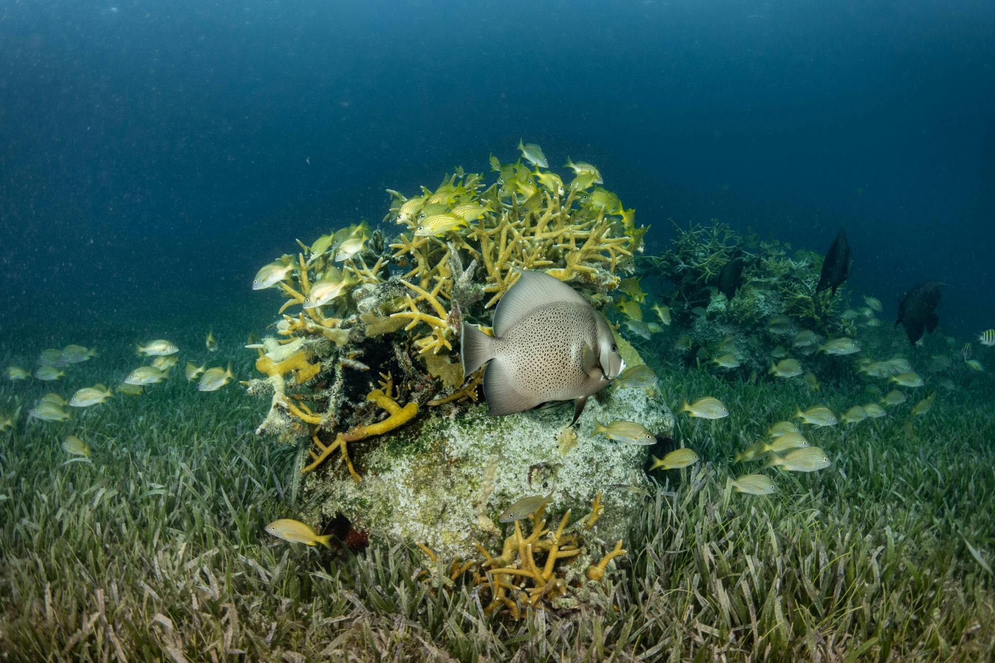 Nat Geo Day Tour: Unveiling the Importance of Cancun’s Reef Restoration