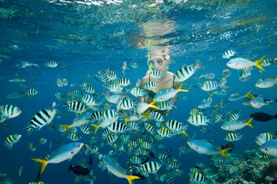 Nat Geo Day Tour: odkrywanie znaczenia odbudowy raf koralowych w pobliżu Cancún