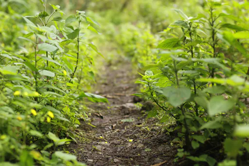 Coffee farm hike through Jamaica’s Blue Mountains with brunch