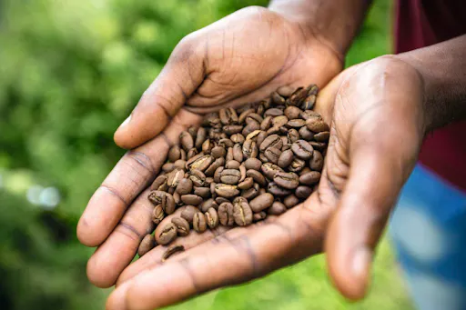 Coffee farm hike through Jamaica’s Blue Mountains with brunch