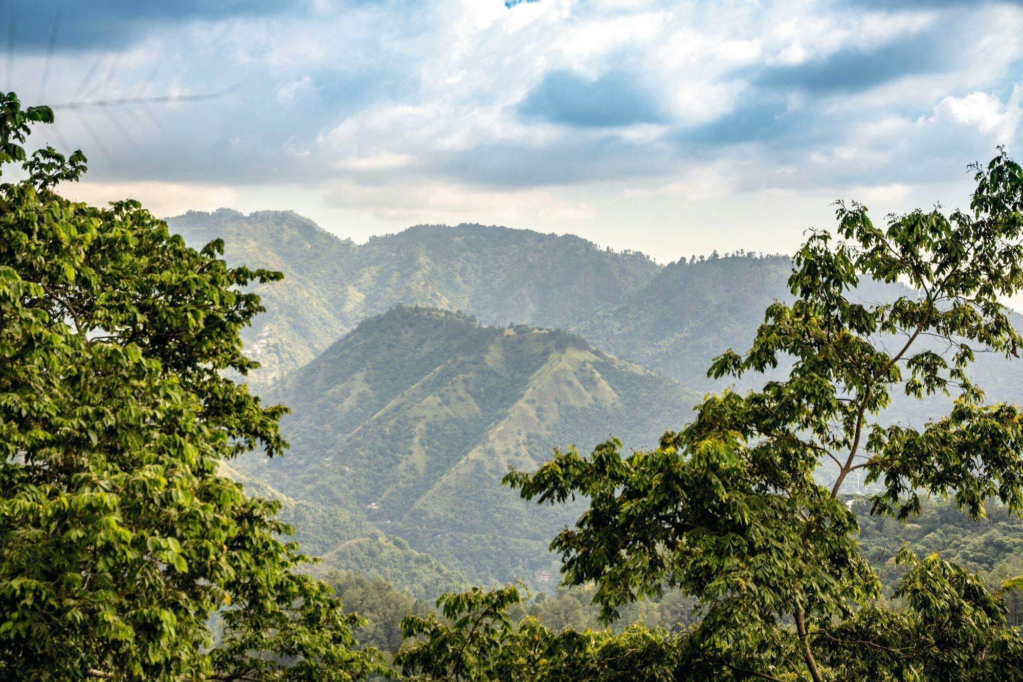 Coffee farm hike through Jamaica’s Blue Mountains with brunch