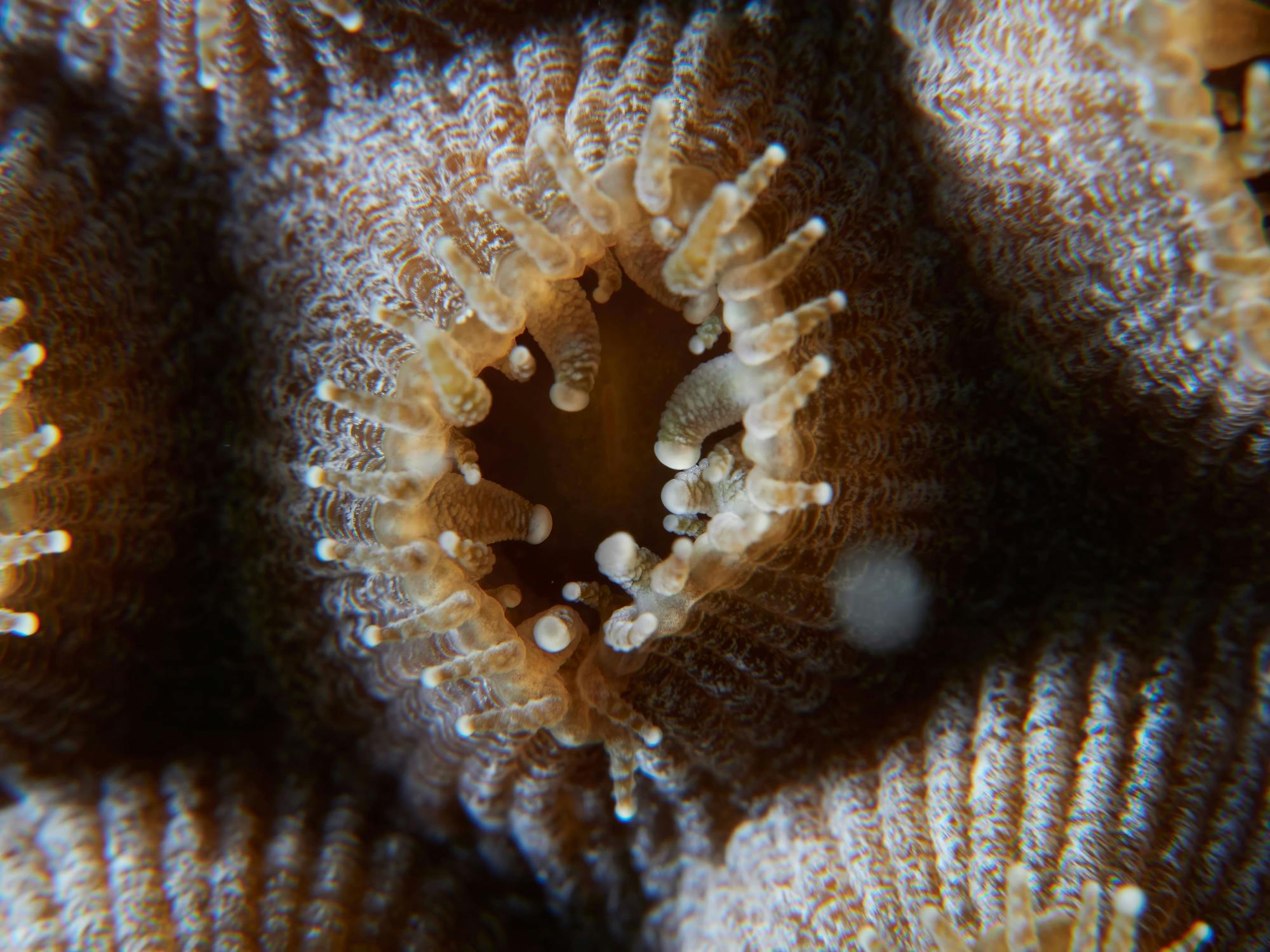 Nat Geo Day Tour: Unveiling the Importance of Cancun’s Reef Restoration