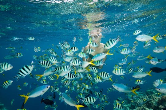 Nat Geo Day Tour : L'importance de restaurer les récifs coraliens de Cancún