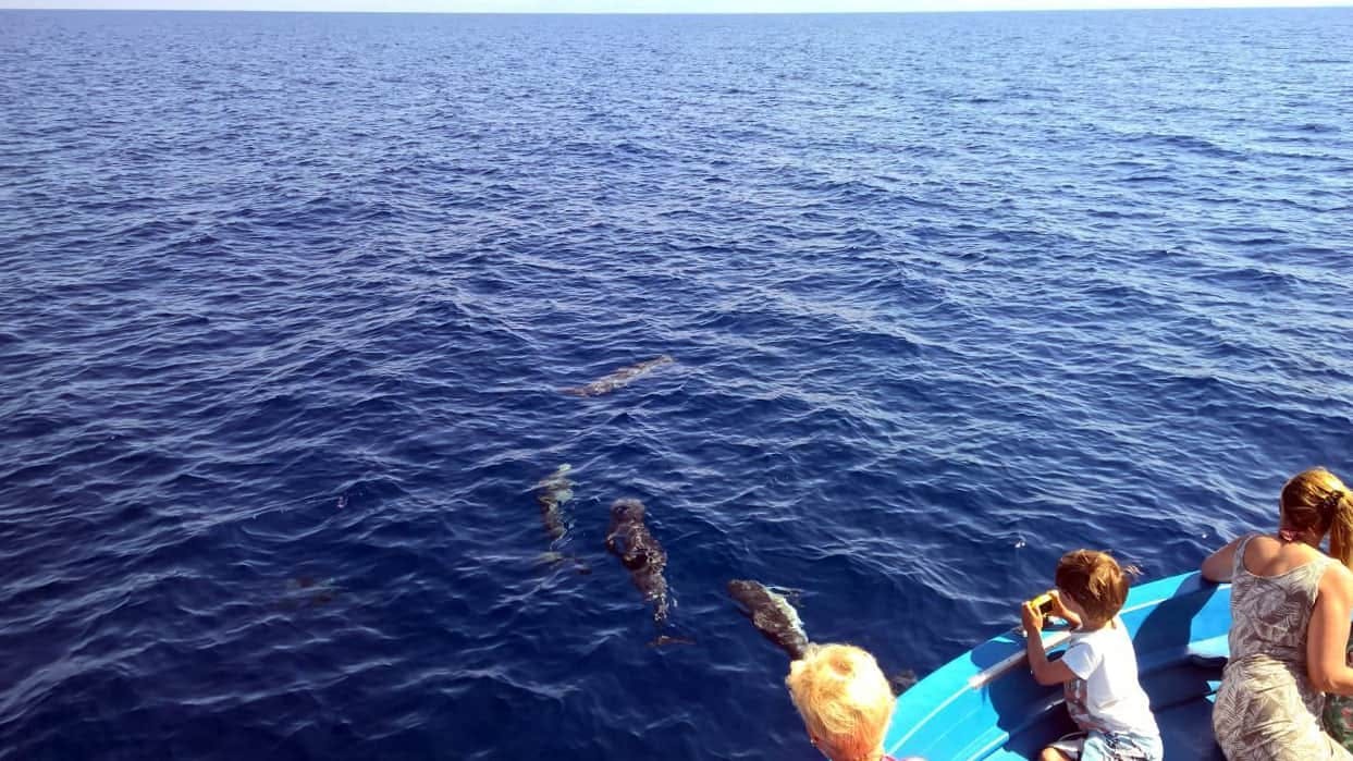 Pizzo Half-day Boat Tour