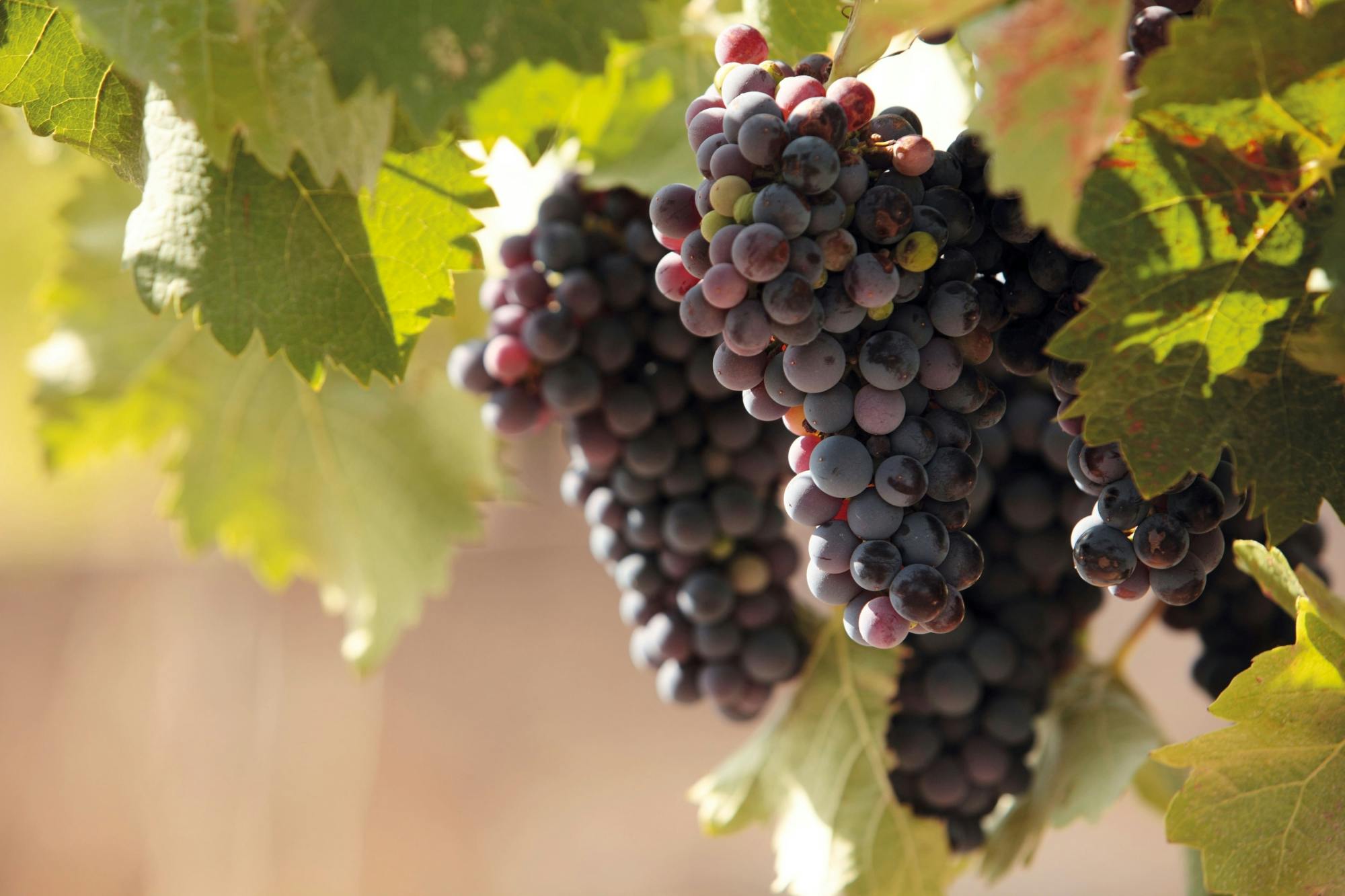 Afternoon vineyard tour and wine tasting in Calabria