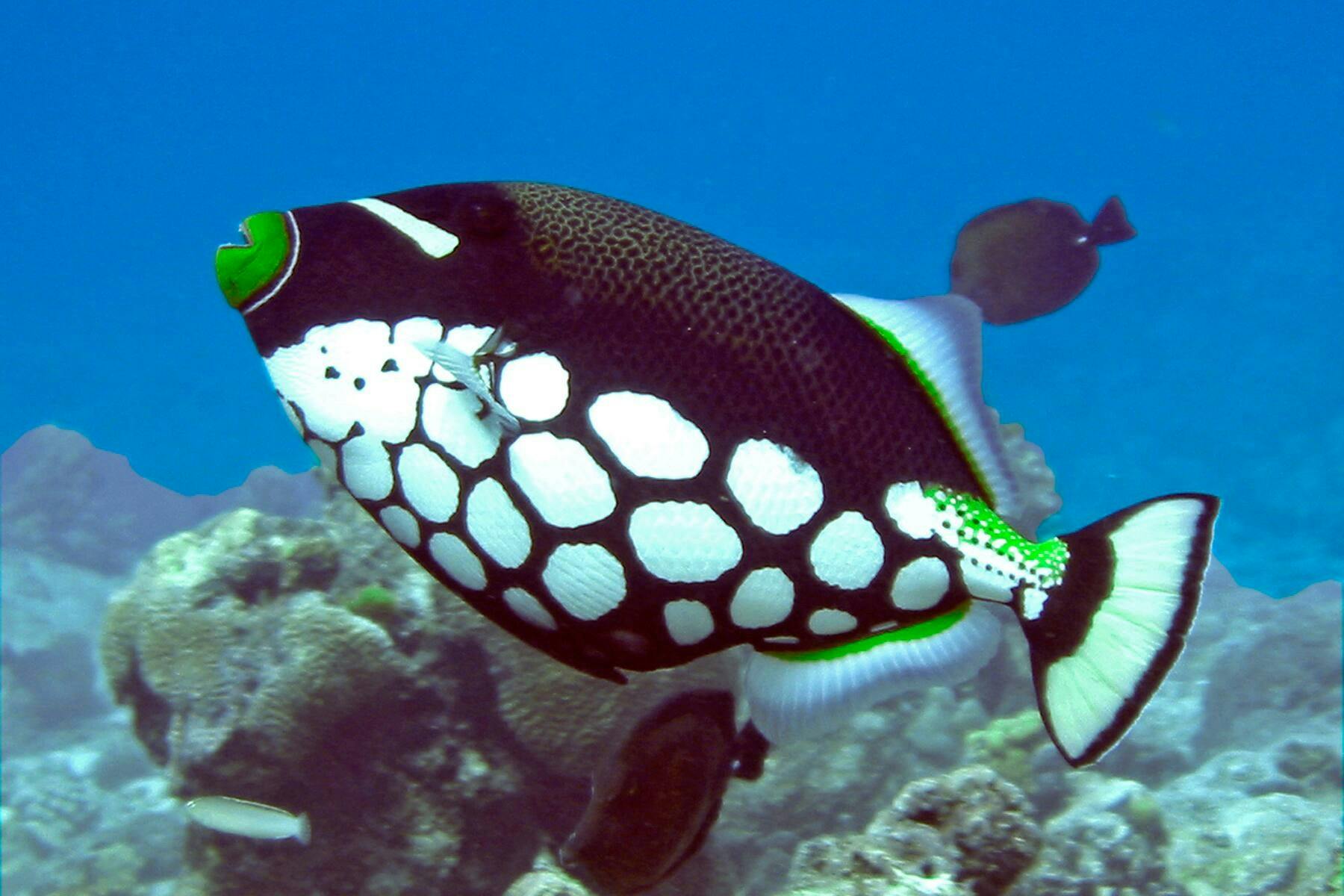 Small-group jet-ski and snorkelling tour in Fuerteventura